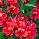 Alstremeria ogrodowa Summer Pepper (C2)