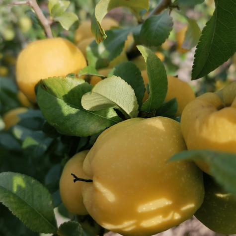 Pigwowiec japoński Cido w doniczce (C2)