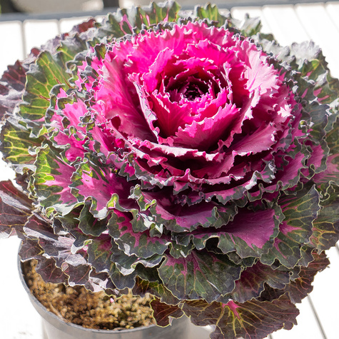 Kapusta Ozdobna Karbowana fioletowa SADZONKA Królowa Jesieni