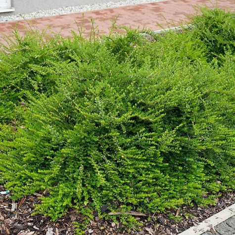 Suchodrzew lśniący mitolistny Elegant (C2)