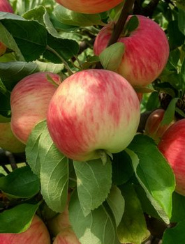 Jabłoń Pirross Plant Pack 