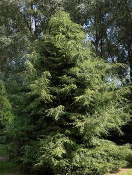 Choina kanadyjska  (P9)