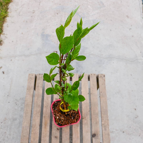 Cytryniec chiński Schisandra chinesis (C2)