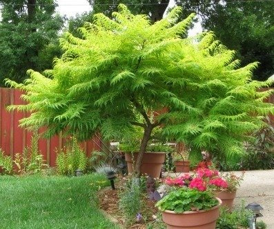 Sumak octowiec Sumak Mrozoodporny Egzotyczny (H-200/220)