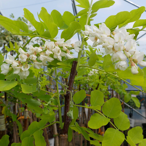 Robinia Akacjowa Akacja Złota Frisia Szczepiona Na Pniu