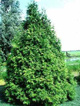 Thuja Tuja Żywotnik zachodni 'Frieslandia'
