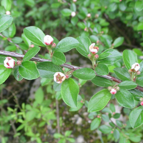 Irga pozioma Miododajna okrywowa (C2)