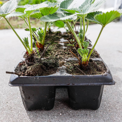 Truskawka El Gigant multiplat 10szt