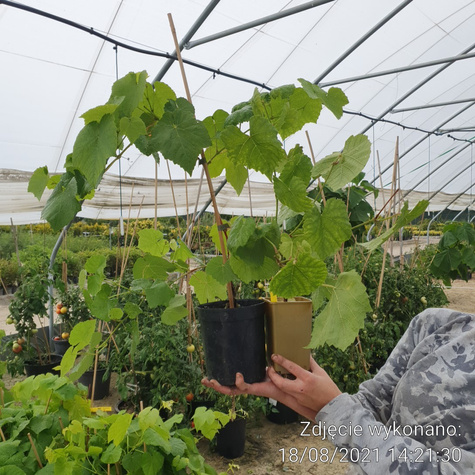 Winorośl winogrona Arkadia