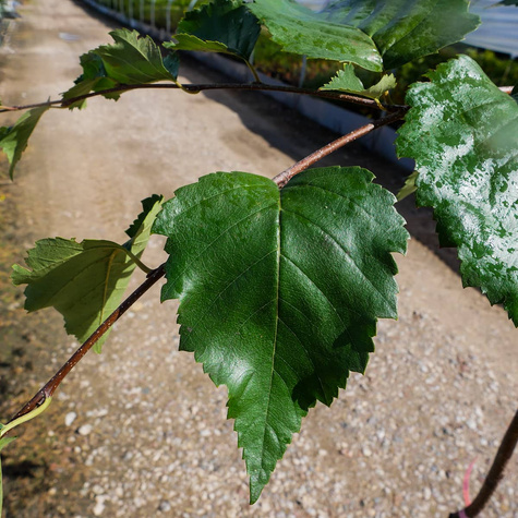 Brzoza Pożyteczna Brzoza Himalajska Long Trunk Szczepiona