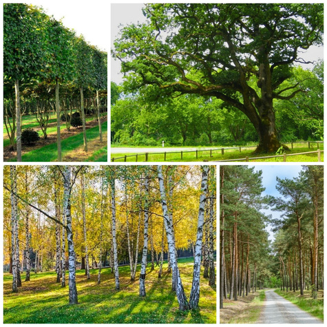 Zestaw Polski Las Plant Pack