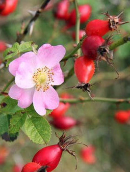 Róża dzika Rosa canica