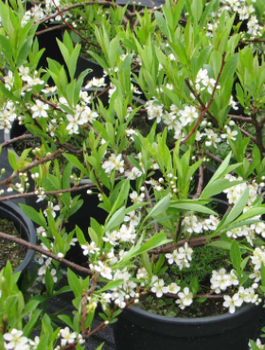 Wiśnia piaskowa (C2)