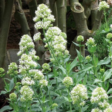 Ostrogowiec czerwony Albus (C2)