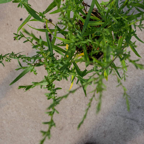 Aster wrzosolistny Alaska (C2)
