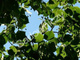 Lipa drobnolistna Greenspire (obw. 2-4cm)
