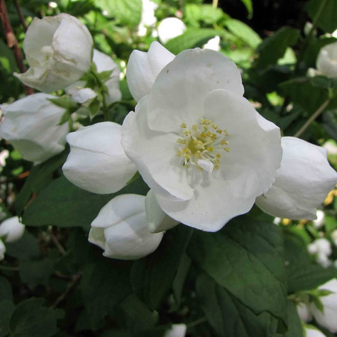 Jaśminowiec panieński Biały Karzeł (C2)