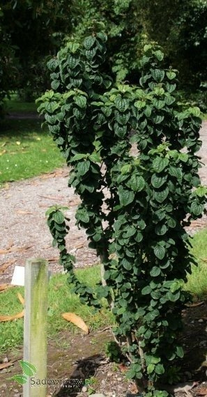 Dereń biały Hessei rzadki okaz