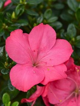 Azalia japońska Anouk (C2)