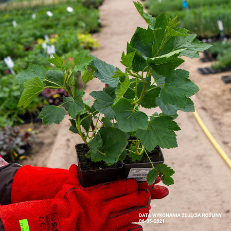 Porzeczka czerwona Patio Red w doniczce