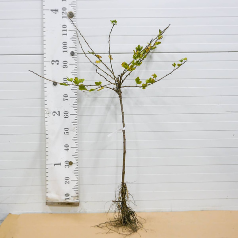 Agrest biały Mucurines na pniu Plant Pack