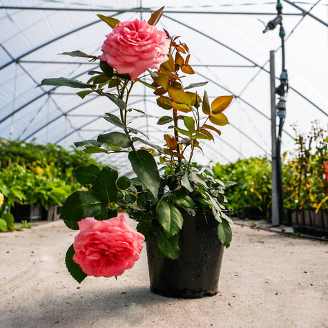 Róża parkowa Paramount® Elaine Paige (C2) pachnąca