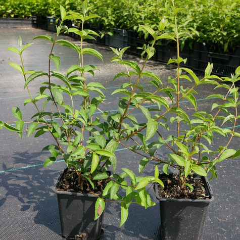 Żylistek karbowany 'Dippon' (P9)