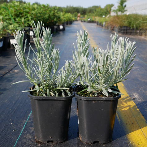 Lawenda wąskolistna Silver Mist (C2)