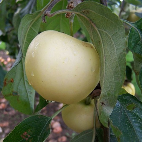 Jabłoń Oliwka Żółta (Papierówka) w doniczce (C2)