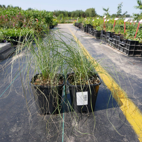 Butelua smukła trawa Grama (C2)