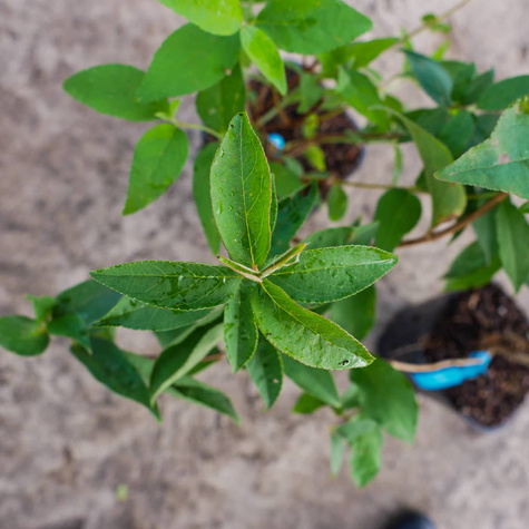 Żylistek karbowany Pride of Rochester (C2)