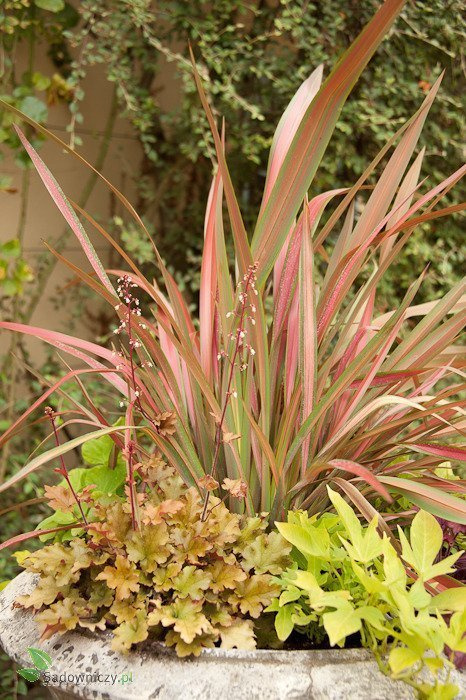 Żurawka ogrodowa Ginger Peach (C2)