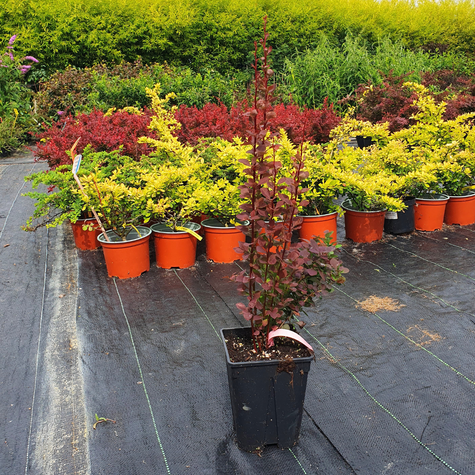 Berberys Thunberga Chocolate Summer (C2)