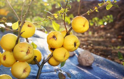 Pigwowiec japoński Red Joy w doniczce