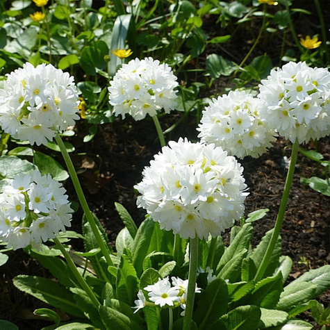 Pierwiosnek ząbkowany Alba (C2)