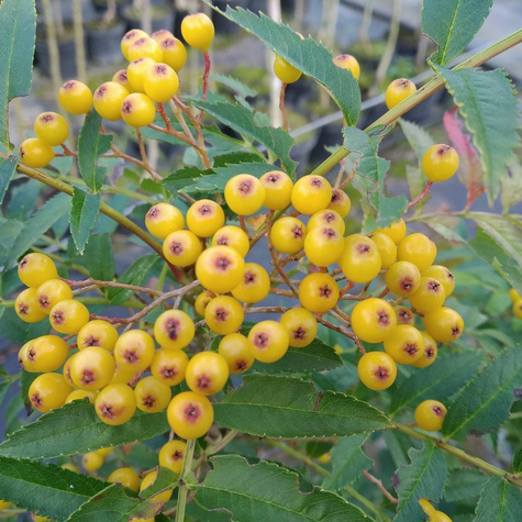 Jarząb kolumnowy żółtoowocowy (C2)