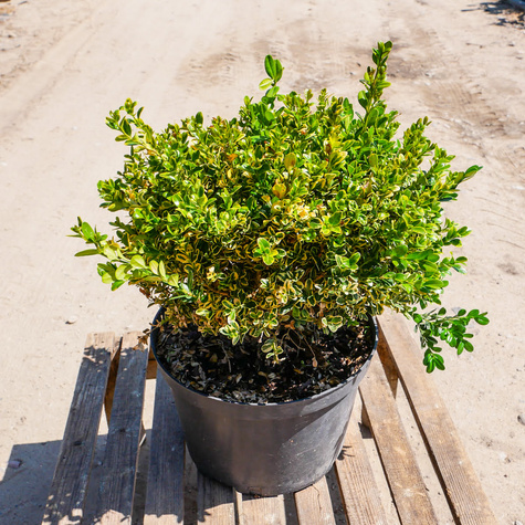 Bukszpan drobnolistny Golden Triumph