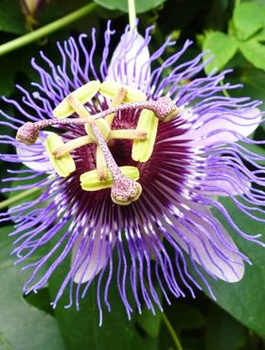 Męczennica Marakuja Purple Haze (P9)