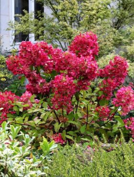Hortensja bukietowa Wim's Red wiechowata (C1.7)
