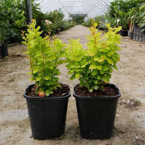 Berberys thunberga Golden Touch (P9)
