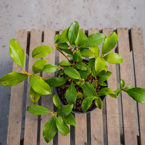 Kalmia szerokolistna Zebulon (C2)