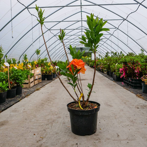 Azalia wielkokwiatowa Soczysta pomarańczowa (C2)