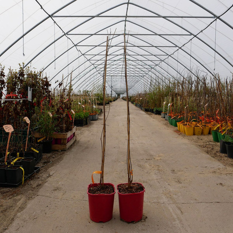 Milin amerykański Flamenco (C2)