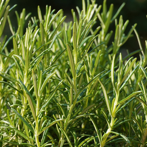 Rozmaryn 0,2g