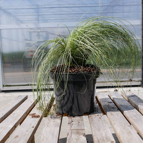 Turzyca włosowa Mint Curls (C2)