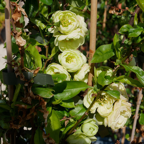 Pigwowiec okazały Kinshiden (C2)