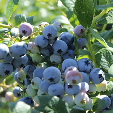 Borówka amerykańska wysoka Bonifacy średnio wczesna