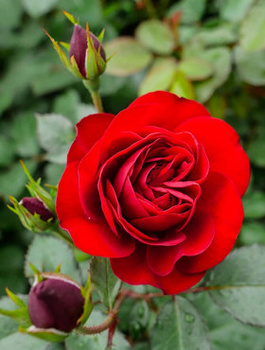 Róża rabatowa CIEMNOCZERWONA pachnąca