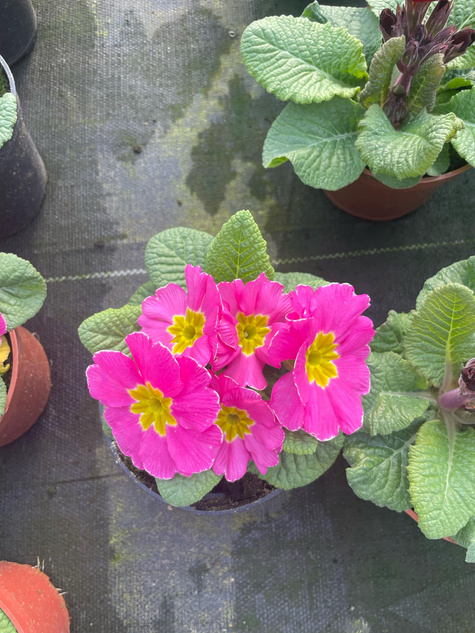 Prymulka Pierwiosnek ciemnoróżowa sadzonka w doniczce