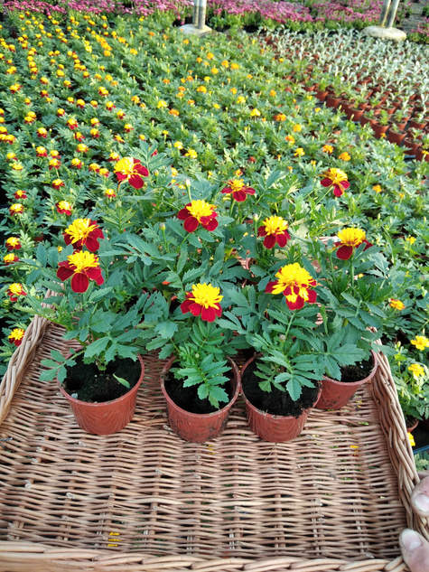 Aksamitka Aksamitki Byczek żółto-brązowa nisk Odstrasza Komary